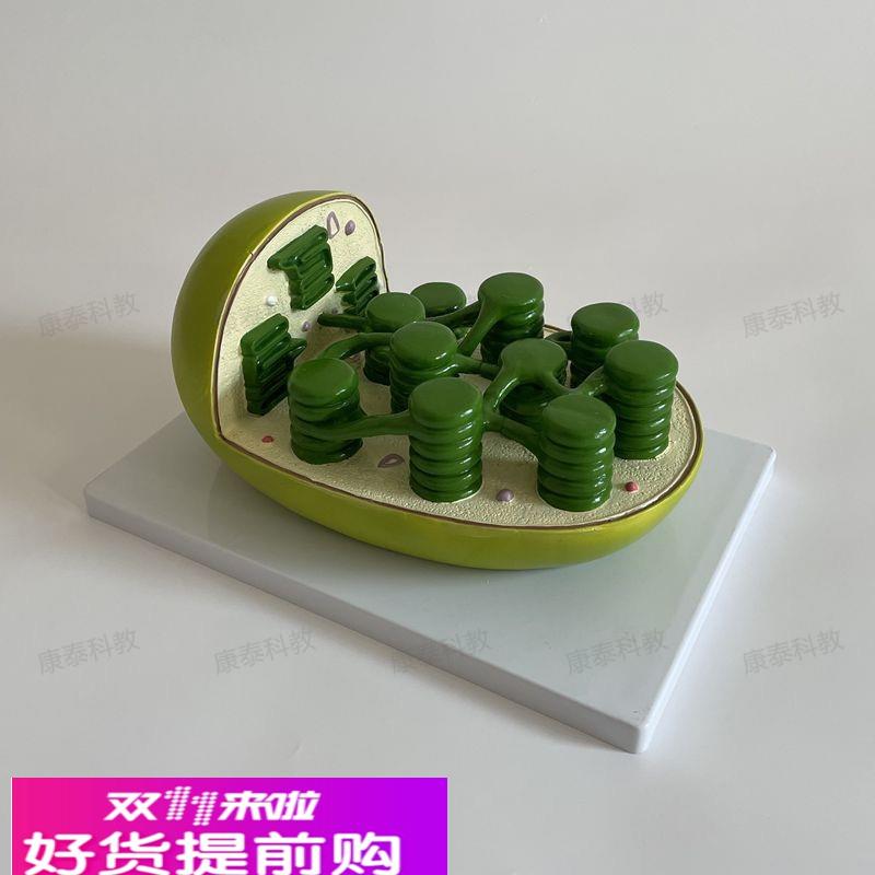 康泰叶绿体模型植物细胞生物教学仪器中学校实验装备器材细胞器
