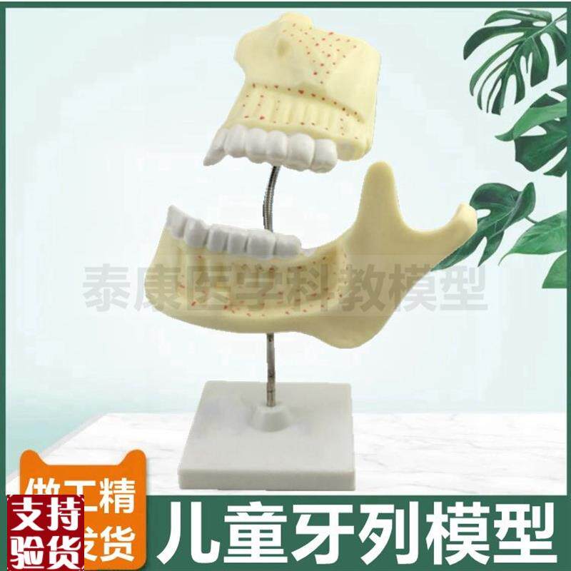 儿童牙列模型乳牙生长过程切牙尖牙磨牙解L剖拆卸成人牙列口腔牙