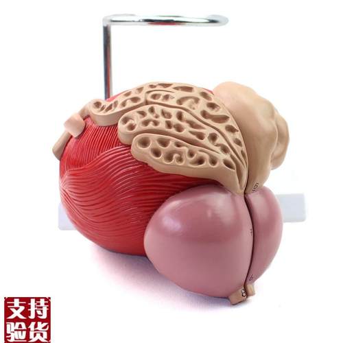 ENOVO颐诺医学人体膀胱v模型前列腺模型泌尿生殖系统解剖泌尿科泌