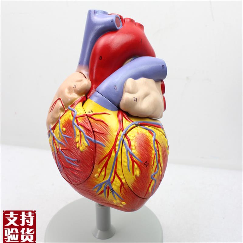 ENOVO颐诺放大版人体心脏解剖B模型心脏模型医学心室心房解剖生理
