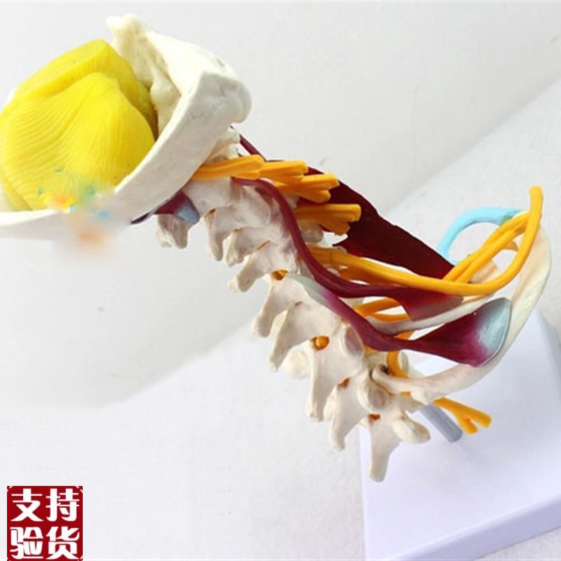 颈椎附肌a肉骨骼人体模型脑干枕骨寰椎七节颈椎两节胸椎软骨模具
