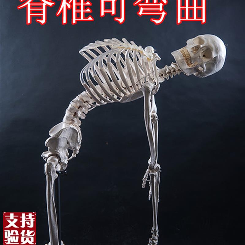 厂家直销美术艺用j医用最标准的170cm人体大骨骼模型骷髅骨架标本