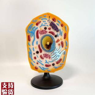 动物细胞模型细胞核中学教育装备生物实验S器材细胞膜细胞器