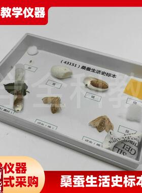 科普教学用动物标本43151x桑蚕生活史发育标本真实昆虫标本科普用