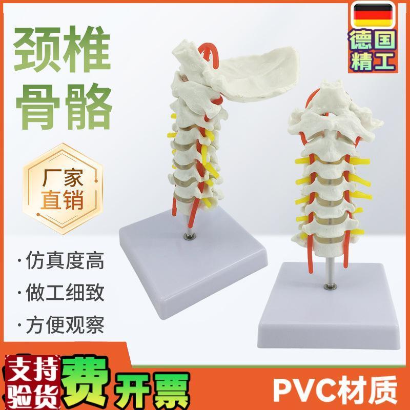 人体颈椎带颈动脉模型神经后枕骨椎间盘颈椎模U型脊柱脊椎模型