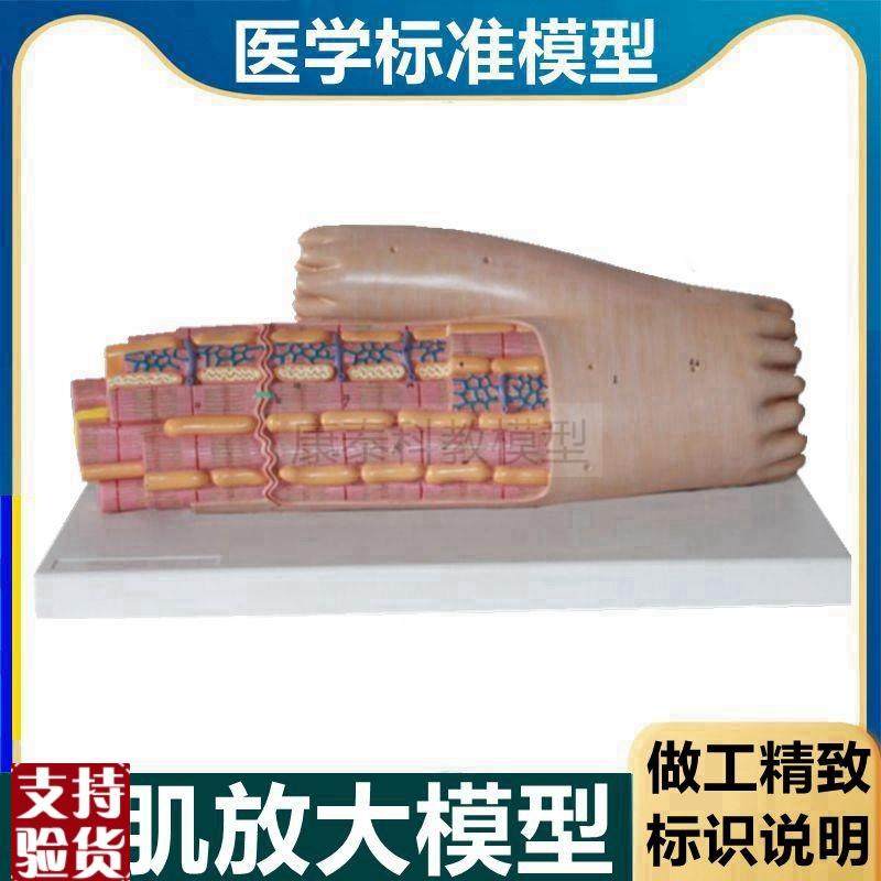 心肌放大模型肌肉组织心肌细胞自律性和传Q导性医用解剖教学,玩具/童车/益智/积木/模型,其他模型玩具,淘宝优惠券,粉丝福利购,淘宝优惠卷