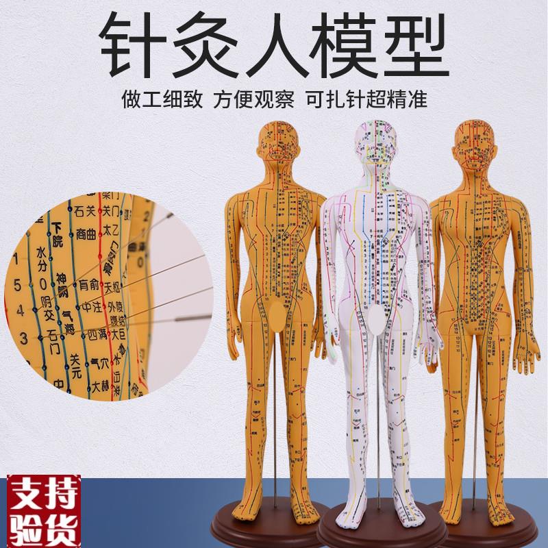 高清中医针灸穴位人体模型v经络图人体穴位模型人全身小人按摩教
