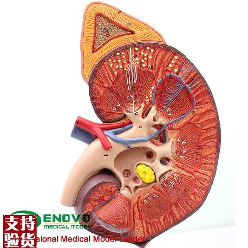 颐诺正品医用人体肾肾上腺模z型肾脏解剖模型肾模型生殖泌尿科