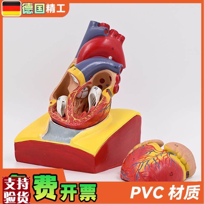 德国】1:1人体心脏解剖模型B超彩超心脏模型拆卸T医学自然大心脏