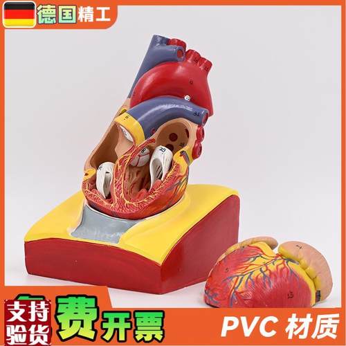 德国】1:1人体心脏解剖模型B超彩超心脏模型拆卸T医学自然大心脏