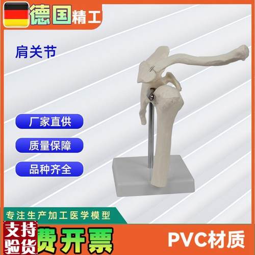 人体关节模型合集q人体骨骼模型教学模型骨骼教具