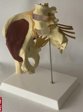 人体女性盆骨开合瑜伽演示髋关节教E具骨盆修复肌肉神经椎间盘突