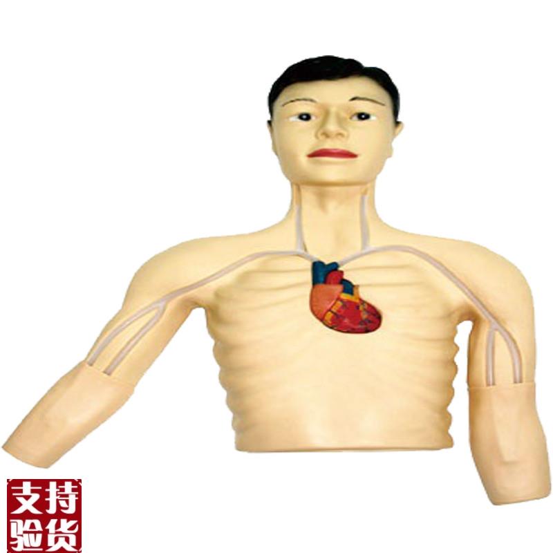 PICC介入模o型佳悦医学模型JY/L69E