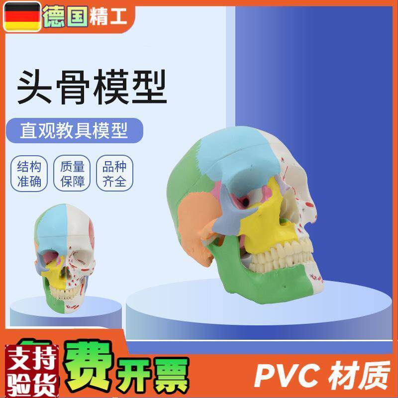 德国】美术医学艺用头骨模型标准彩色分区骷髅S头头骨可拆解头骨