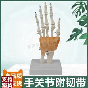 1比1成年人手骨模型功能韧带手指活动弯曲L腕骨尺桡骨艺术医用展