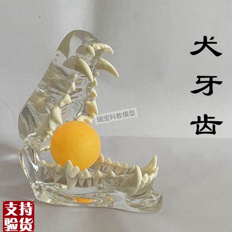 狗狗牙齿模型真实倒模透明犬牙仿真工艺腭头骨动物兽医Z宠物店摆