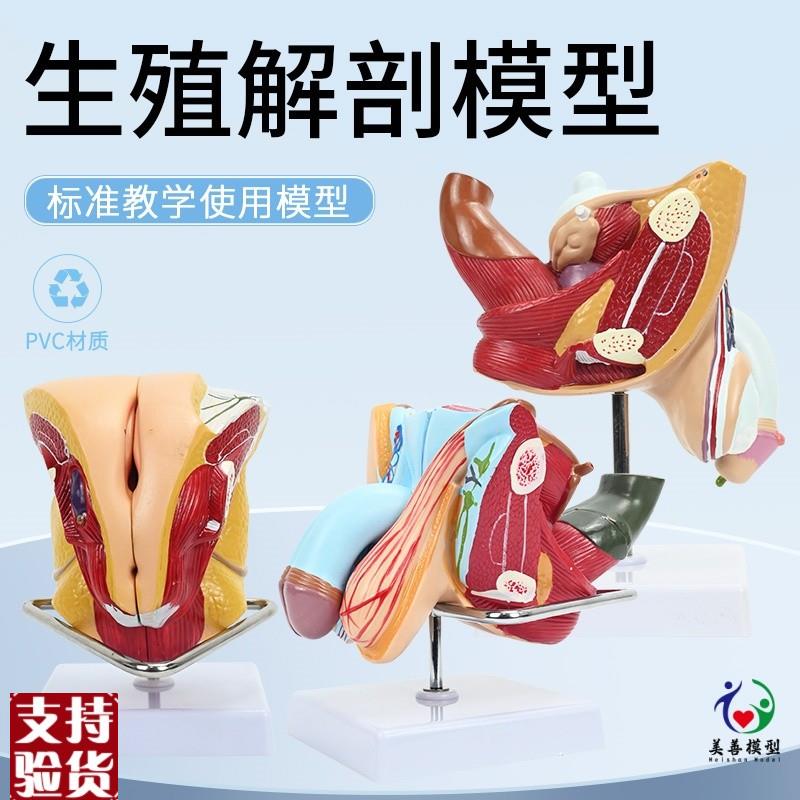 人体女性生殖子宫解剖病理模型阴道F卵巢教学模型妇科生殖科教具