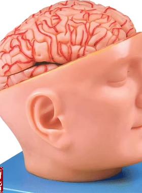 头部附脑和动脉模型GD/A18219人体脑部解剖模型教学培Z训专用头部