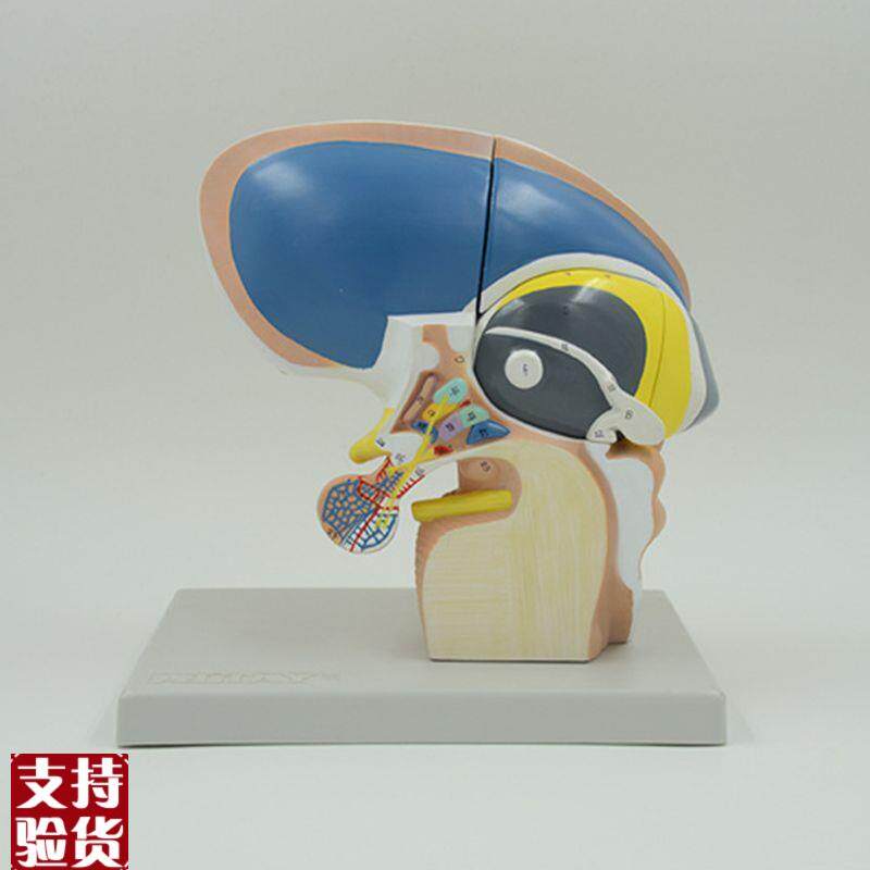 间脑端脑下丘脑i人体脑组织解剖神经外科脑干可拆卸大脑基底核脑