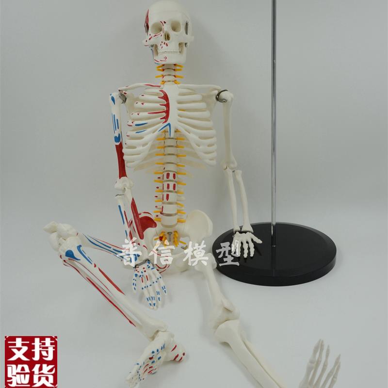 普信肌肉起止点骨骼85cm写B色骨架人体可活动骨骼模型椎间盘