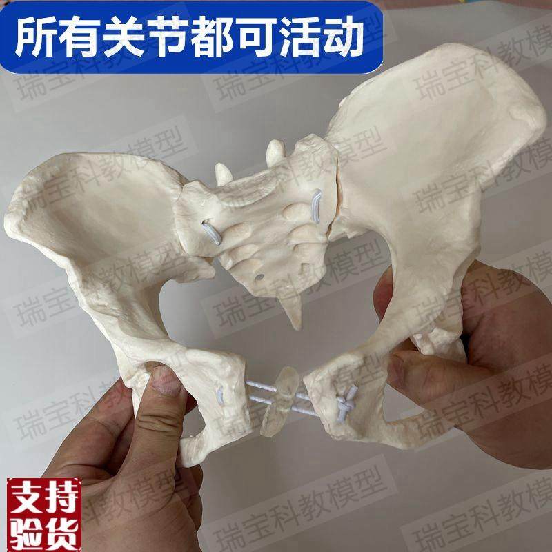 动态女骨盆模型可活动拆卸t骶髂关节耻骨联合骶骨尾椎正骨产康月,玩具/童车/益智/积木/模型,其他模型玩具,淘宝优惠券,粉丝福利购,淘宝优惠卷