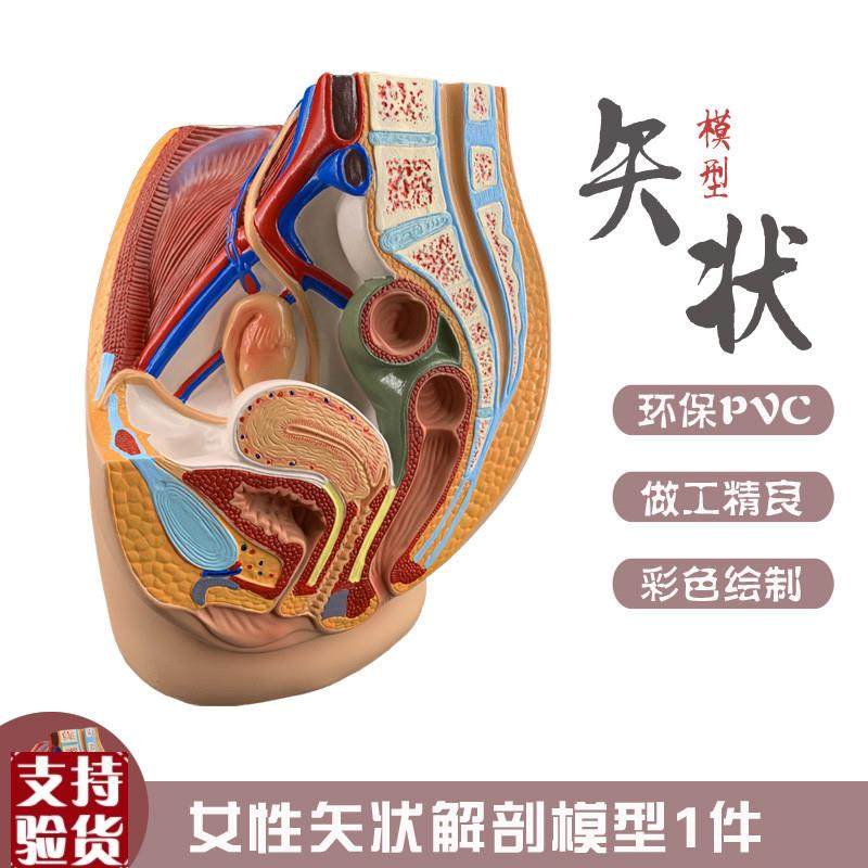 女性盆腔矢状解剖模型女性生殖器官模型女性生殖系.统子宫模型