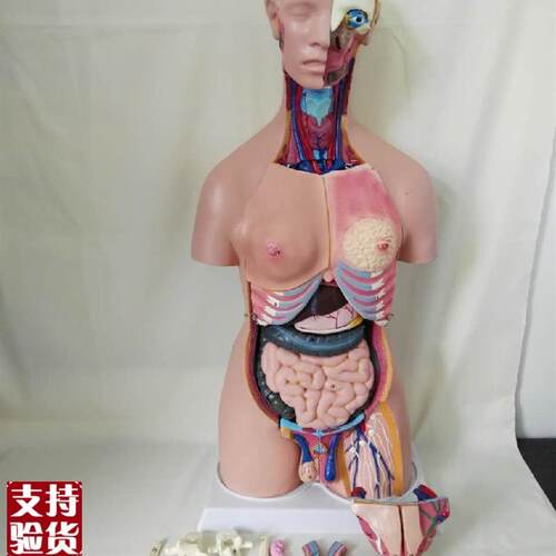 85CM人体躯j干解剖模型内脏器官解剖模型医学教学早教模型