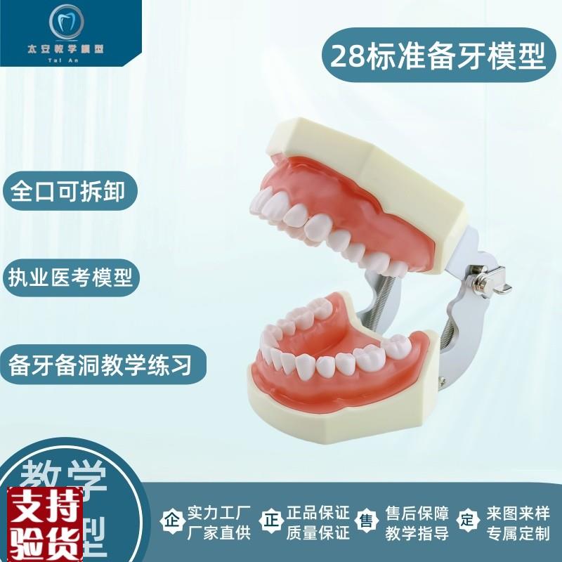 备牙练习模型牙科模型牙齿模型仿真练习牙科口腔教Z学备牙模型