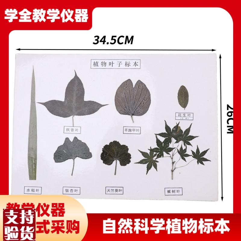 厂家直供植物花类标n本自然科学植物草本种子花卉标本高初中教学