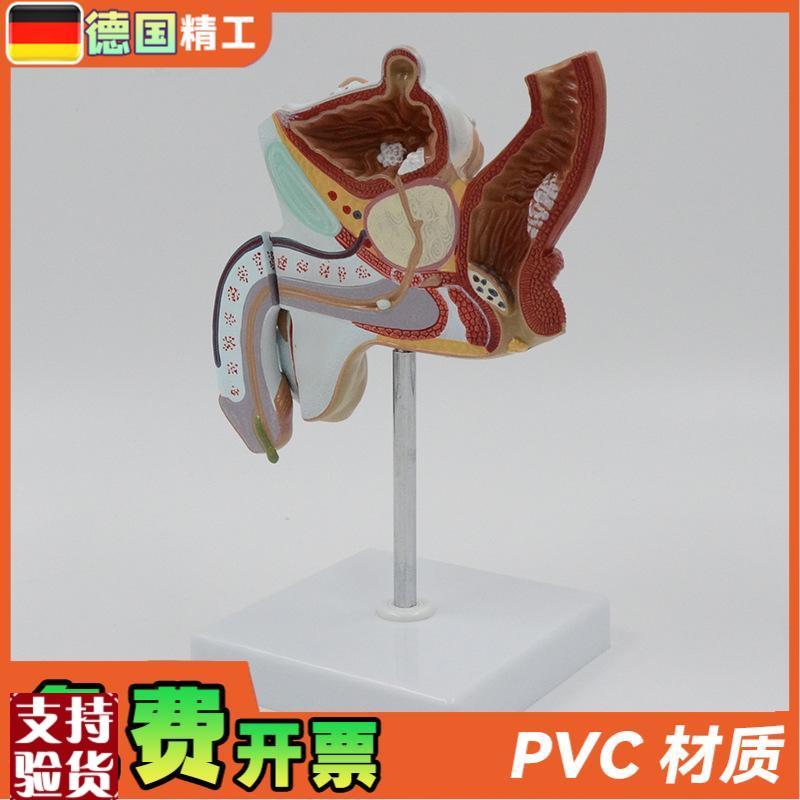 德国】男性生殖系统解剖模型w病理展示教学仪器1比1可拆泌尿系统