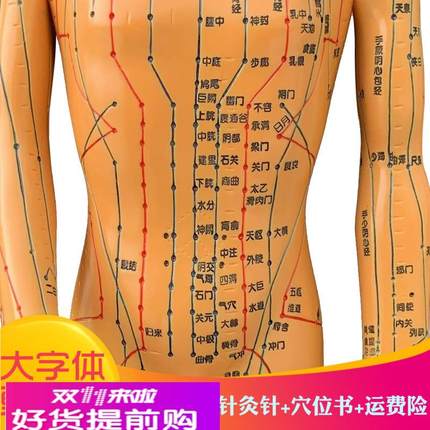中医针灸人体穴位图模型男女小人全身经络模型家用手臂旋转教学用
