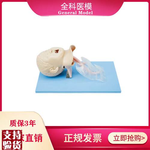 儿童气管插管模型妇幼技能急救训练护理气道S管理模型医院演示