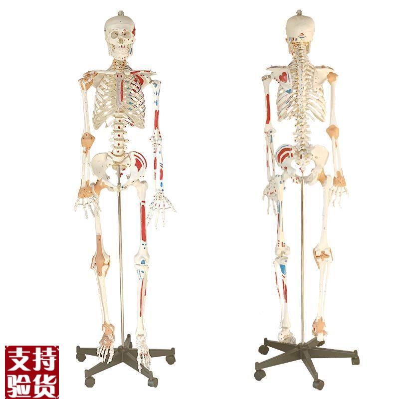 170cm人体骨骼模型肌肉起止点韧带骷髅L骨架模型医用人体标本模型