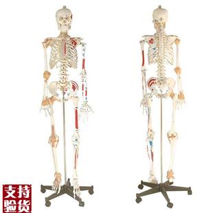 170cm人体骨骼模型肌肉起止点韧带骷髅L骨架模型医用人体标本模型