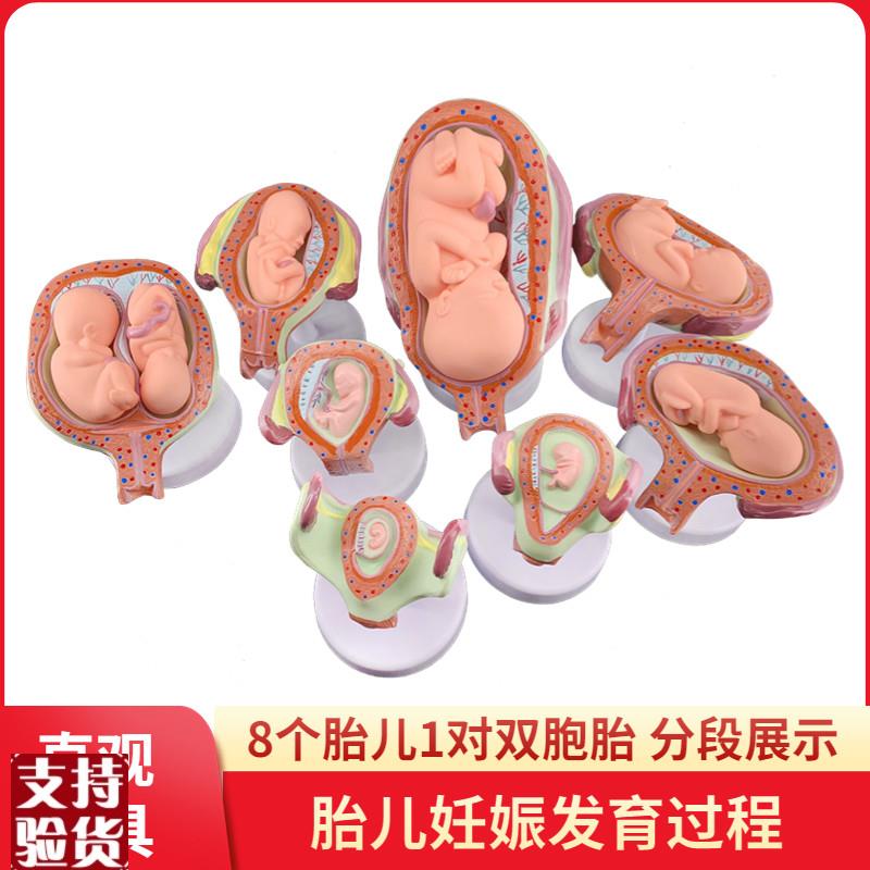 妊娠发育过程模型胚胎r计划生育模型胎儿发育过程模型子宫解剖