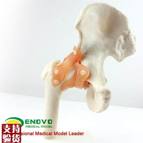 ENOVO颐诺人体髋关节股关节模型人体骨骼模型运动骨V骨科科髋关节