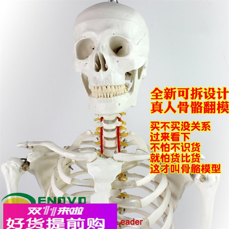 ENOVO颐诺170cm人体骨骼模型 骨架标本模型美术医学艺用可拆卸骨