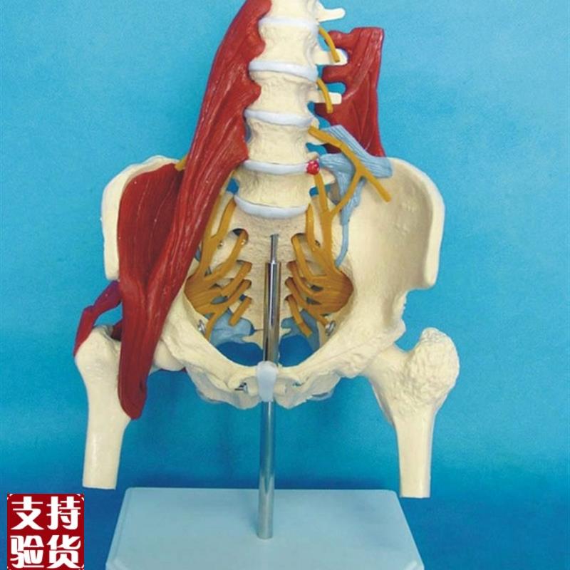 人体腰椎带肌肉模型盆骨腰间盘突C出产妇盆底肌修复演示骶骨骨骼