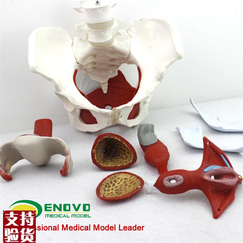 颐诺正品女性骨盆生o殖器官模型医用女性盆腔结构膀胱阴道模型