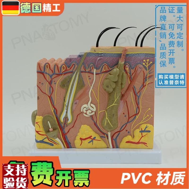 德国】人体立体皮肤层次结构放大解剖H模型教学皮肤科美容微整形