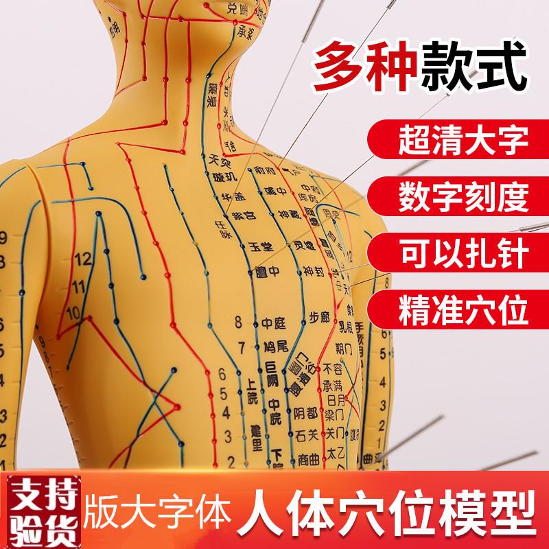人体针灸模型人经络穴位中医全身十E二铜人模特图可扎针练习小皮