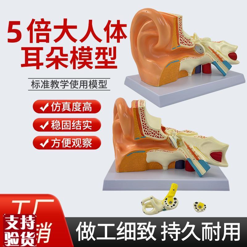 新型大耳解f剖模型五官教学教具耳朵构造放大5倍人体耳解剖模型