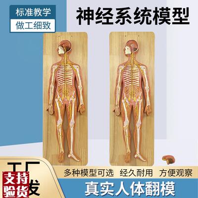 人体神经系统解剖模型r中枢神经脑脊髓周围脊神经骶丛坐骨神经