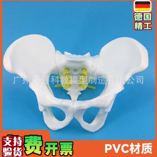 小型女性骨盆妇科检查模型骨盆标本骨盆演示R模型女性盆骨模型