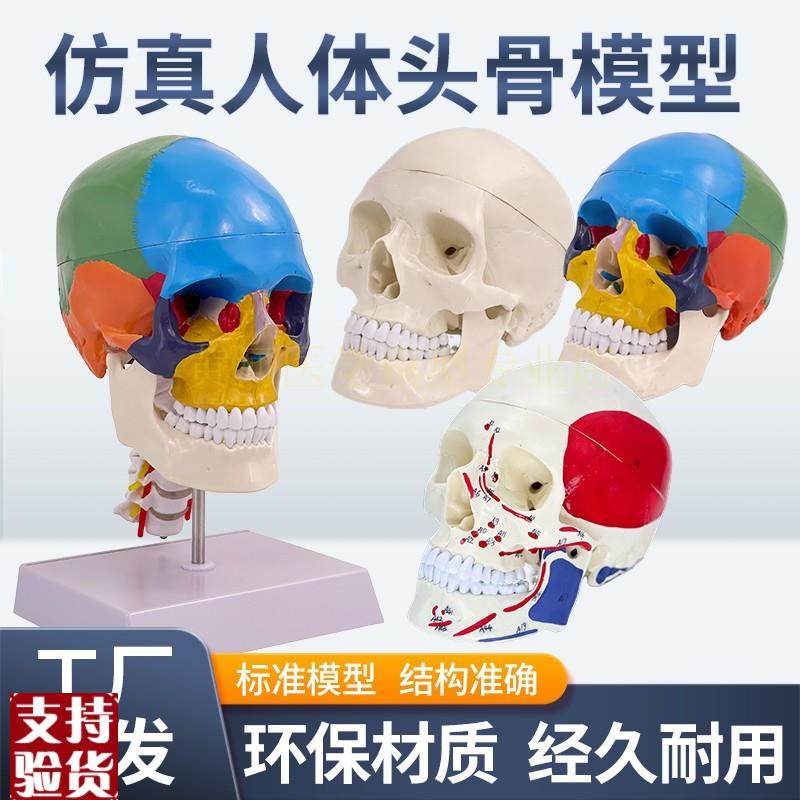 成人11医学仿真人体头骨模型头C颅骨解剖数字编码标识骷髅标本