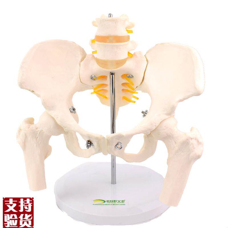 ENOVO颐诺女性骨盆康复矫正A模型产后恢复骨盆矫正产后骨盆结构演