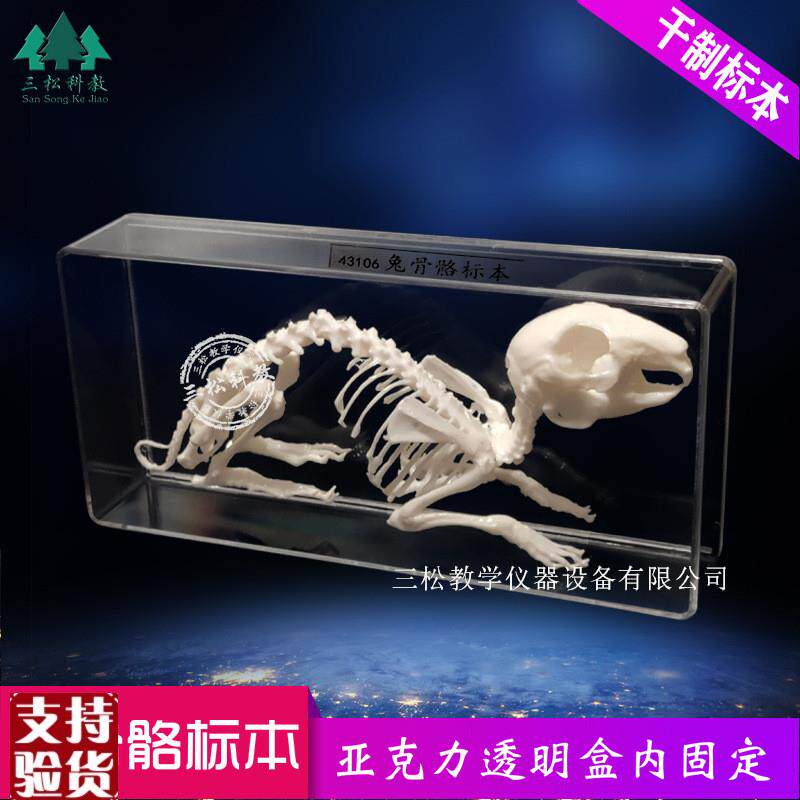 兔骨架兔骨骼标本教学展厅科研农业F展馆解剖研究兔真骨拼接模型