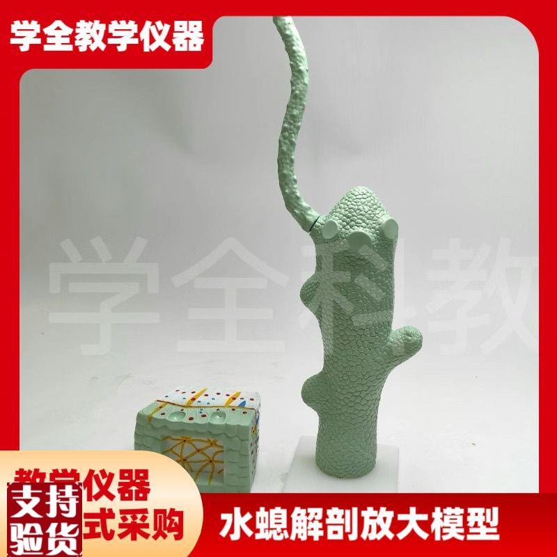 水螅解剖放大模型水生物r模型中学生物教学模型水螅解剖微生物模