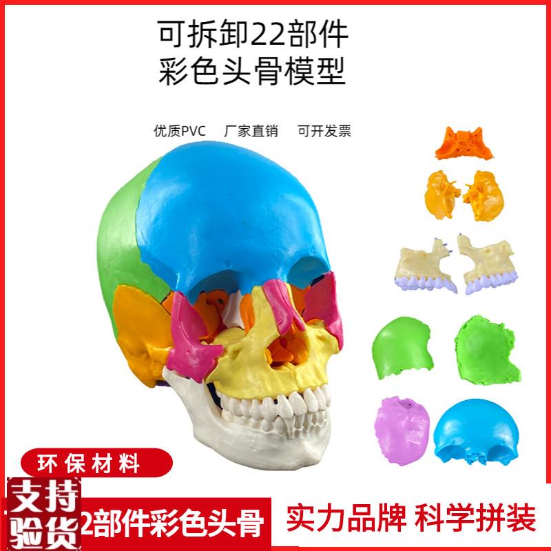 可拆分22件1比1真人大小彩色头骨模型颅骨解Q剖医用美容口腔牙科