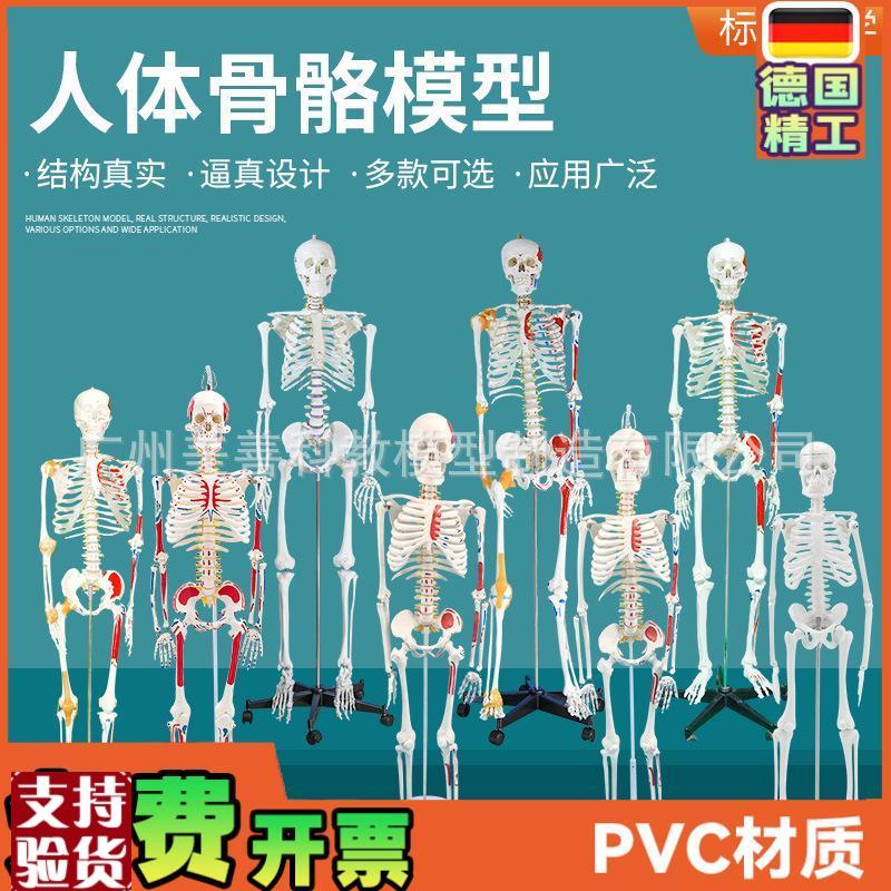人体骨骼模型全身骨架成人小骷髅教E学脊柱模型仿真小白骷髅标本